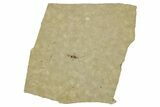 Fossil Insect (Homoptera) - Cereste, France #255958-1